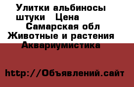 Улитки альбиносы 3 штуки › Цена ­ 1 000 - Самарская обл. Животные и растения » Аквариумистика   